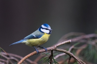 Soğuk Havalarda Kuşların  Bir Sistem Keşfedildi