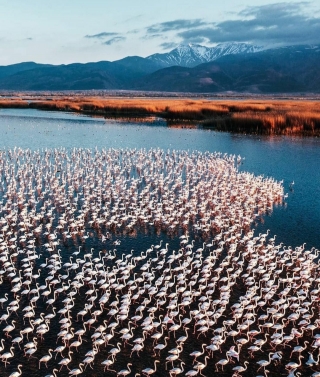 Eber Gölü’nde Flamingoların Güzelliği