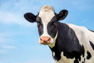 Kovid-19’a karşı inek sütü kalkanı