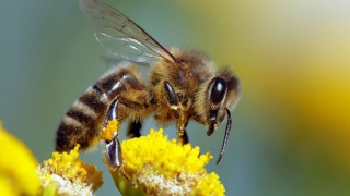 Güney Afrika’da arılar arasında yeni bir hastalık yayılıyor..